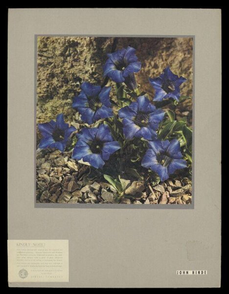 Hinde, John Wilfrid, Gentiana Acaulis var Collinsii