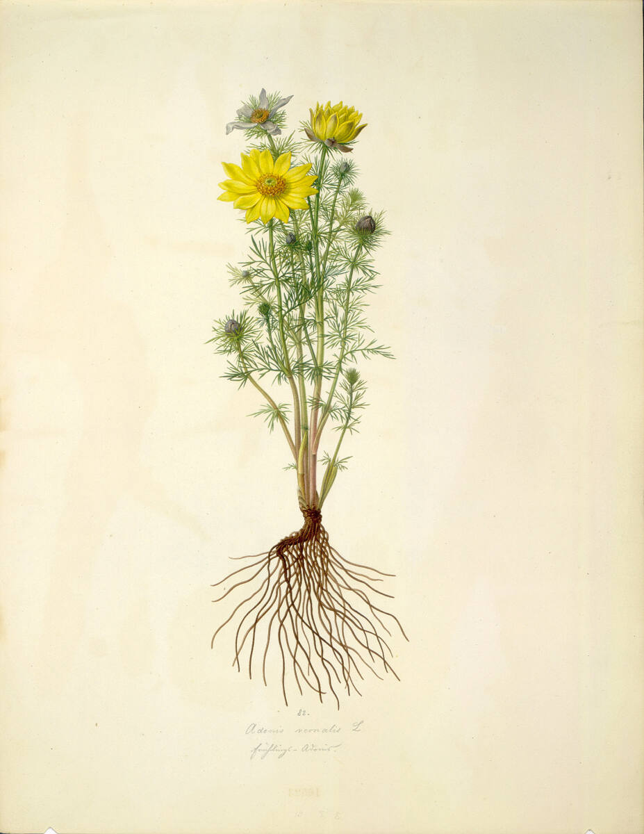 AugustRokert, Adonis vernalis L - Frühlings-Adonisröschen