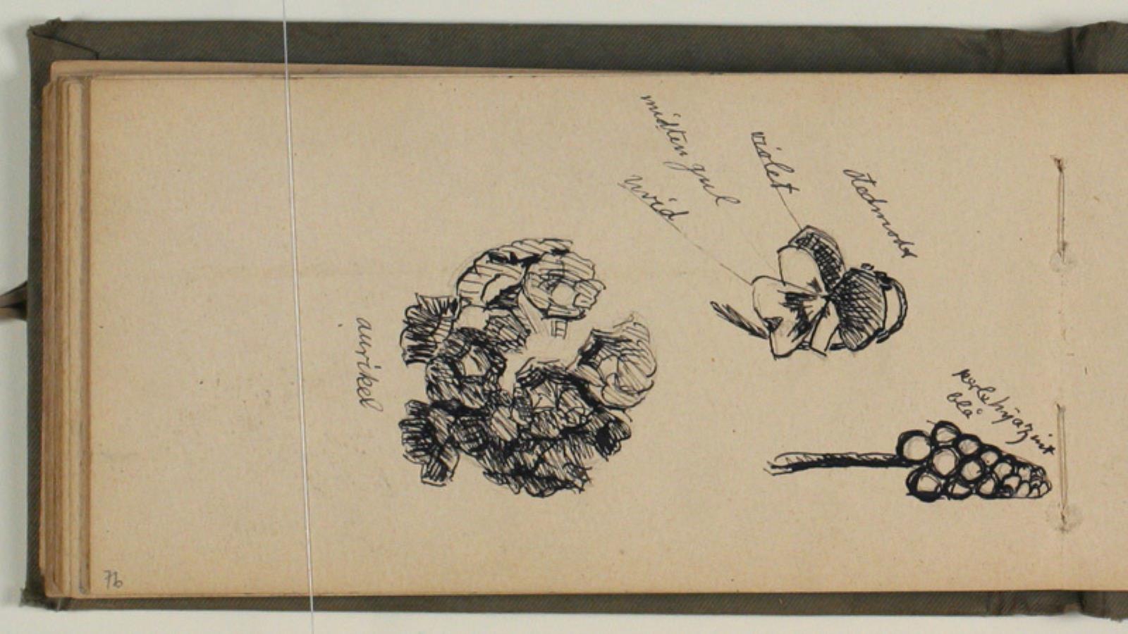 Niels Larsen Stevns, Studier af blomster med ats- og farveangivelser