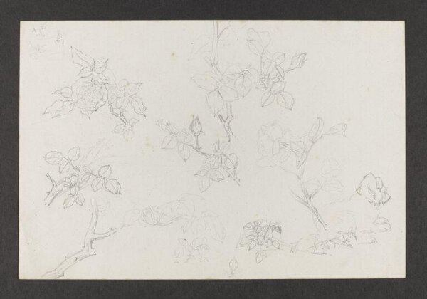 Potter, Beatrix, drawing