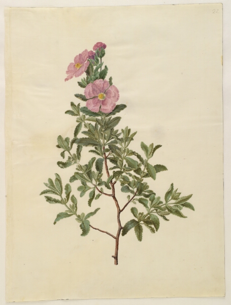 Hans Simon Holtzbecker, Cistus creticus (kreta-soløjetræ)