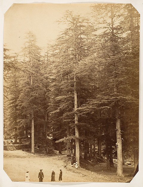 Unknown, [Deodars at Annandale, Simla]