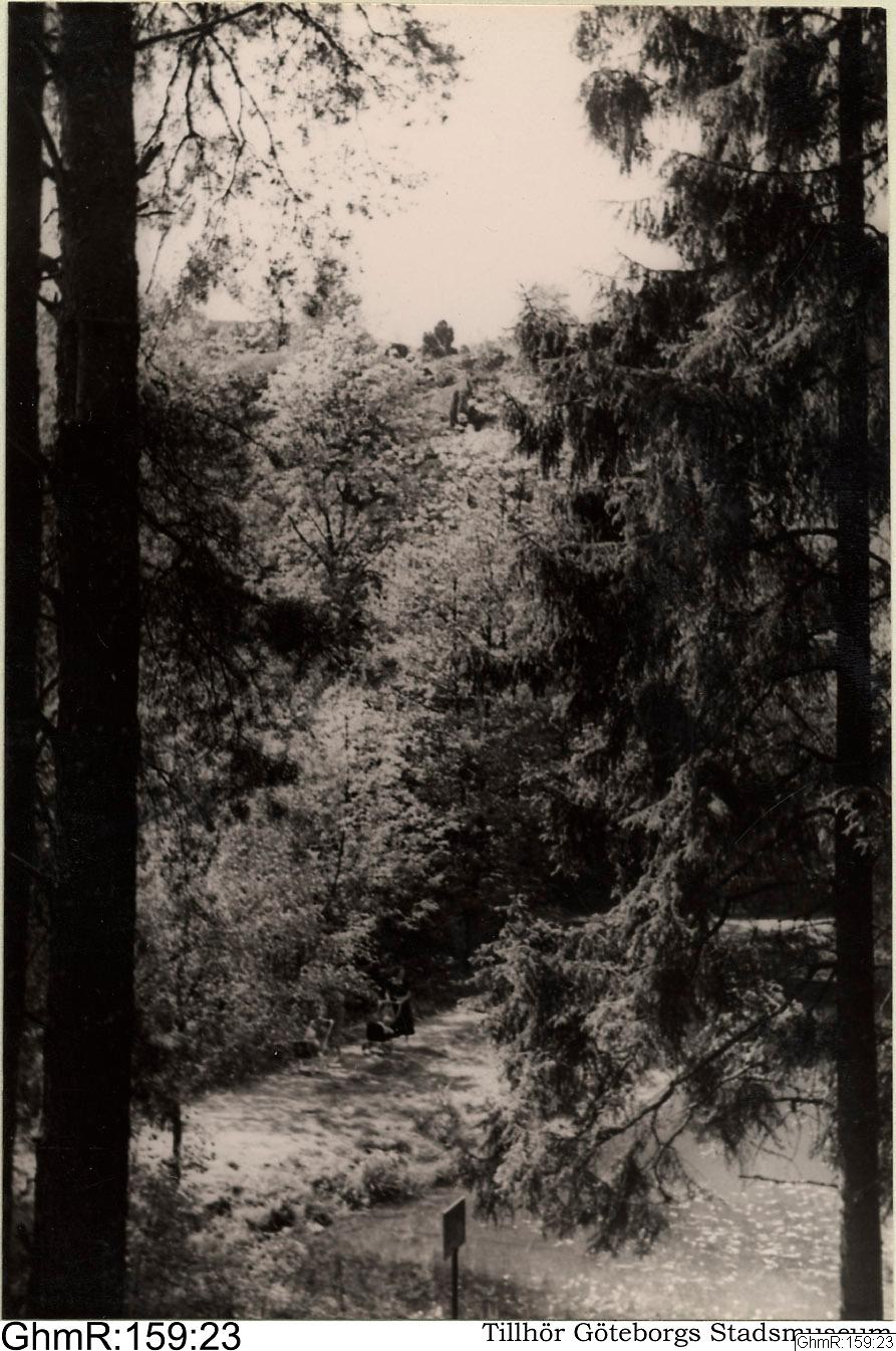 Otto Thulin, fotografi, bilder