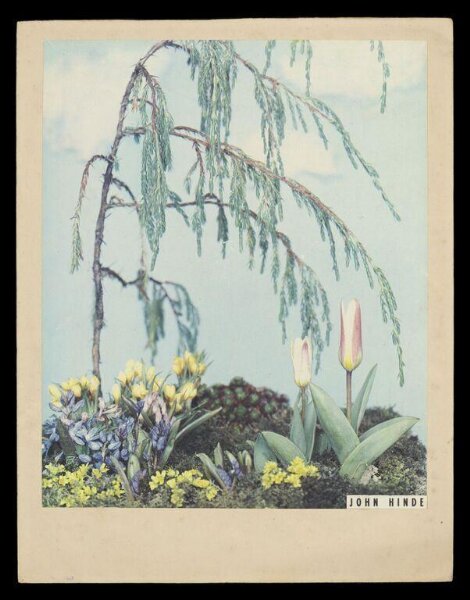 Hinde, John Wilfrid, Flowers and a Tree