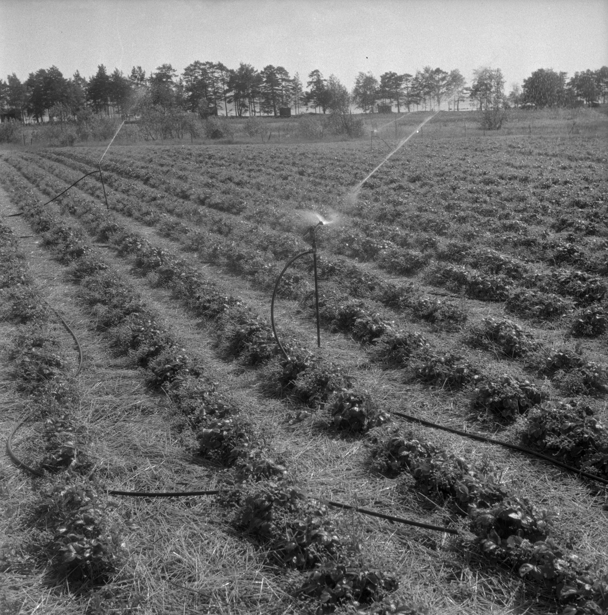 Örebro Kuriren, Strawberry growers in Finnerödja. June 27, 1959.