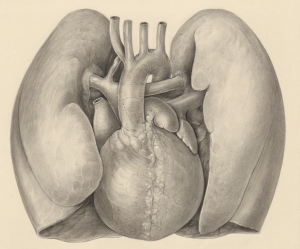 H.G Wetselaar, Heart and adjacent organs