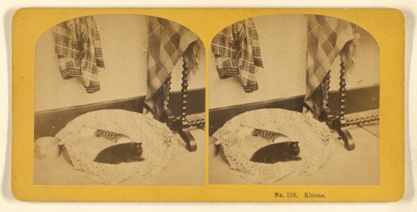 Benjamin West Kilburn, Kittens.