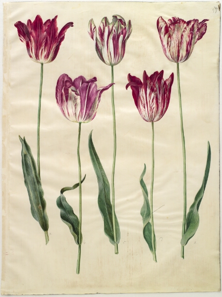 Hans Simon Holtzbecker, Tulipa gesneriana (have-tulipan)
