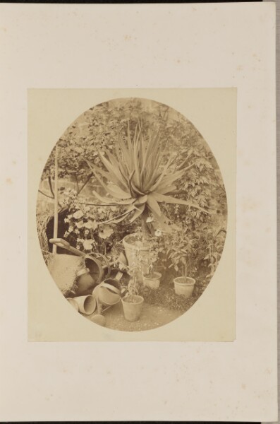 Francis Bedford, A Study of Plants