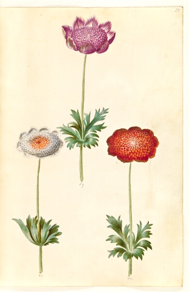 Hans Simon Holtzbecker, Anemone coronaria (fransk anemone)