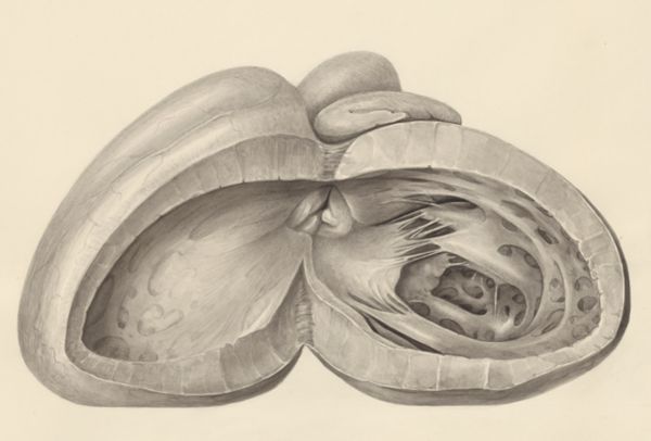 H.G Wetselaar, Heart