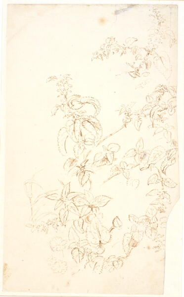 Dankvart Dreyer, Plantestudier