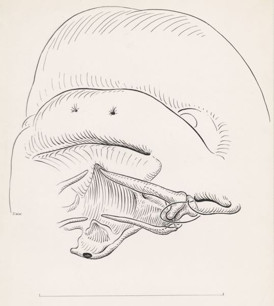 J Wetselaar-Whittaker, Throat of the human embryo