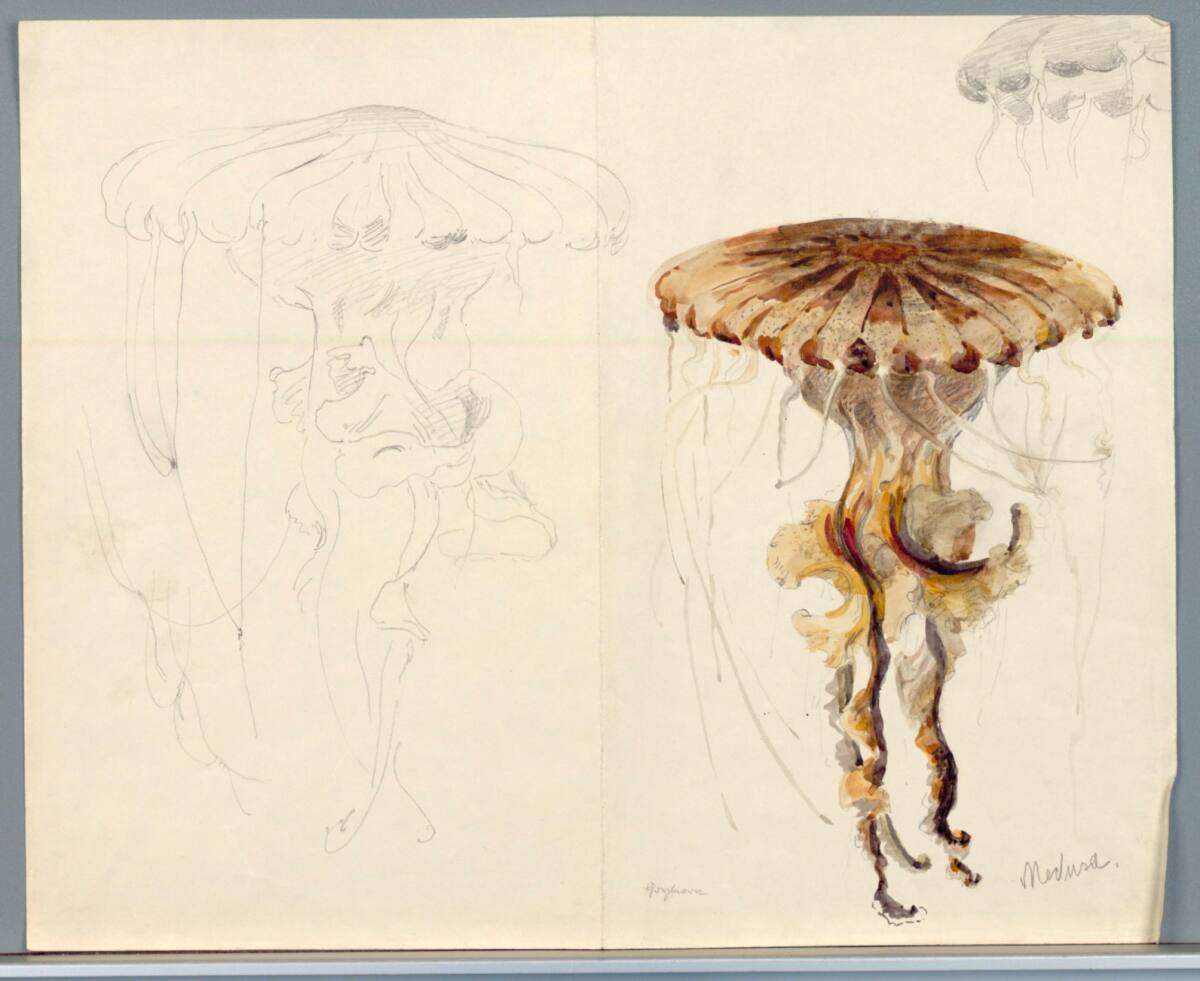 MarieLippert-Hoerner, Medusen