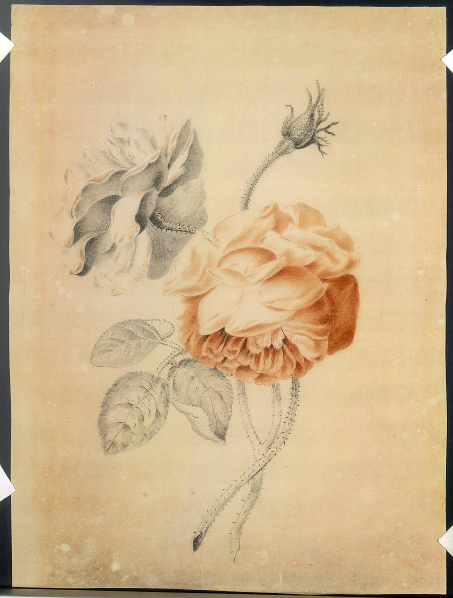 KatharinaFreiinvonRöthlein, Zwei Rosen