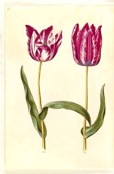 Hans Simon Holtzbecker, Tulipa gesneriana (have-tulipan)