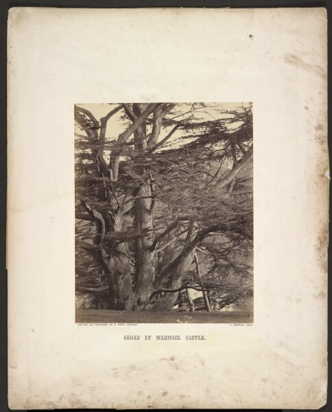 Francis Bedford, Cedar at Warwick Castle