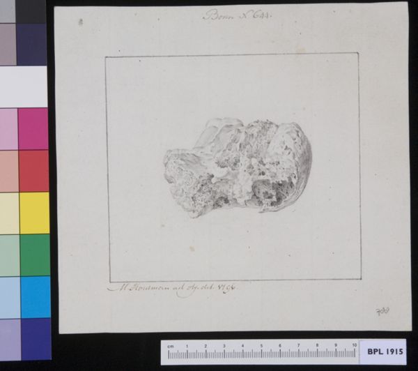M. Houtman, Heel bone