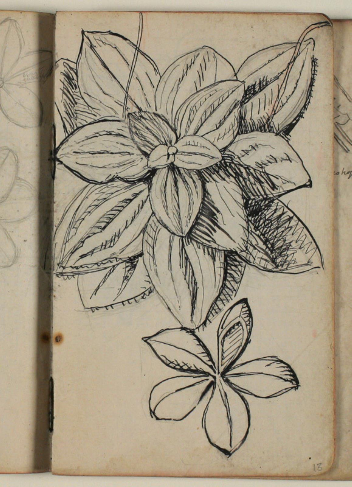 Niels Larsen Stevns, Plantestudier