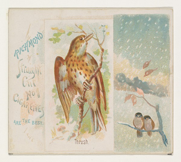 Allen & Ginter, Thrush, from the Song Birds of the World series (N42) for Allen & Ginter Cigarettes