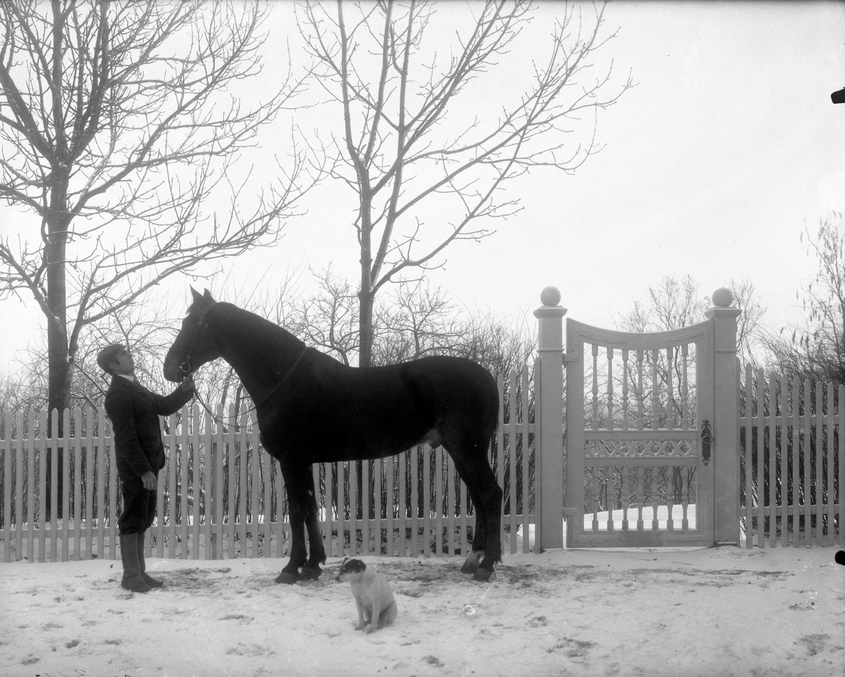 Gustav Borgen, Bilde av mann som holder en hingst. Hund i forgrunnen, og stakittgjerde med port bak.