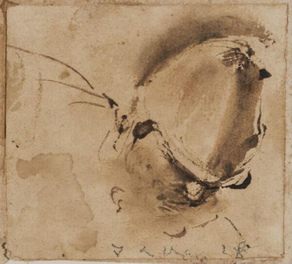 Guercino, Head and Shoulders of a Man in a Helmet