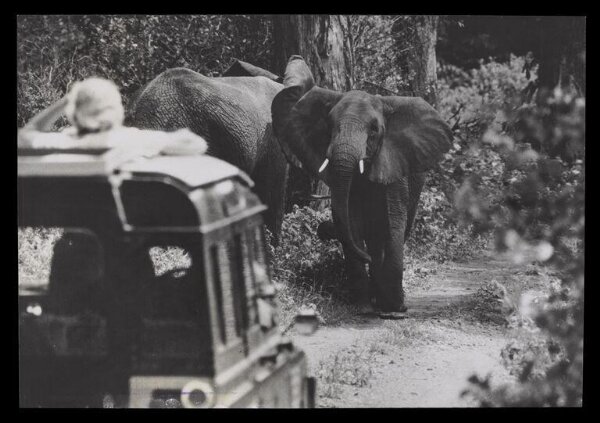 Hinde, John Wilfrid, Elephants