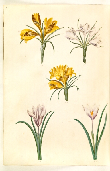 Hans Simon Holtzbecker, Crocus angustifolius (balkan-krokus); Crocus versicolor (alpe-krokus); Crocus vernus (?) (vår-krokus)