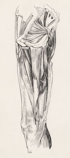 J Tinkelenberg, Muscular tissue of the upper leg