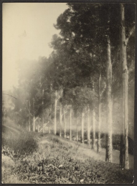 Louis Fleckenstein, [Landscape with Row of Trees]