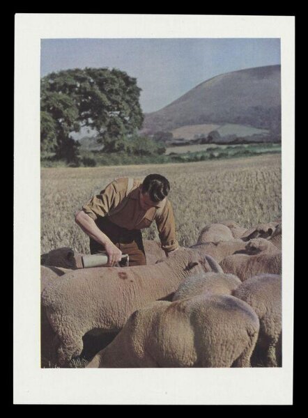 Hinde, John Wilfrid, Mr. Clarke of West Luccombe Farm Dressing Sheep