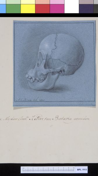 A Bonn, Animals: ape, skull