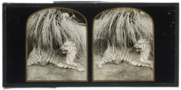 Unknown, [Stuffed Tiger in Straw Grass]