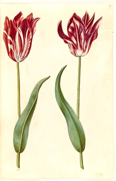 Hans Simon Holtzbecker, Tulipa gesneriana (have-tulipan)
