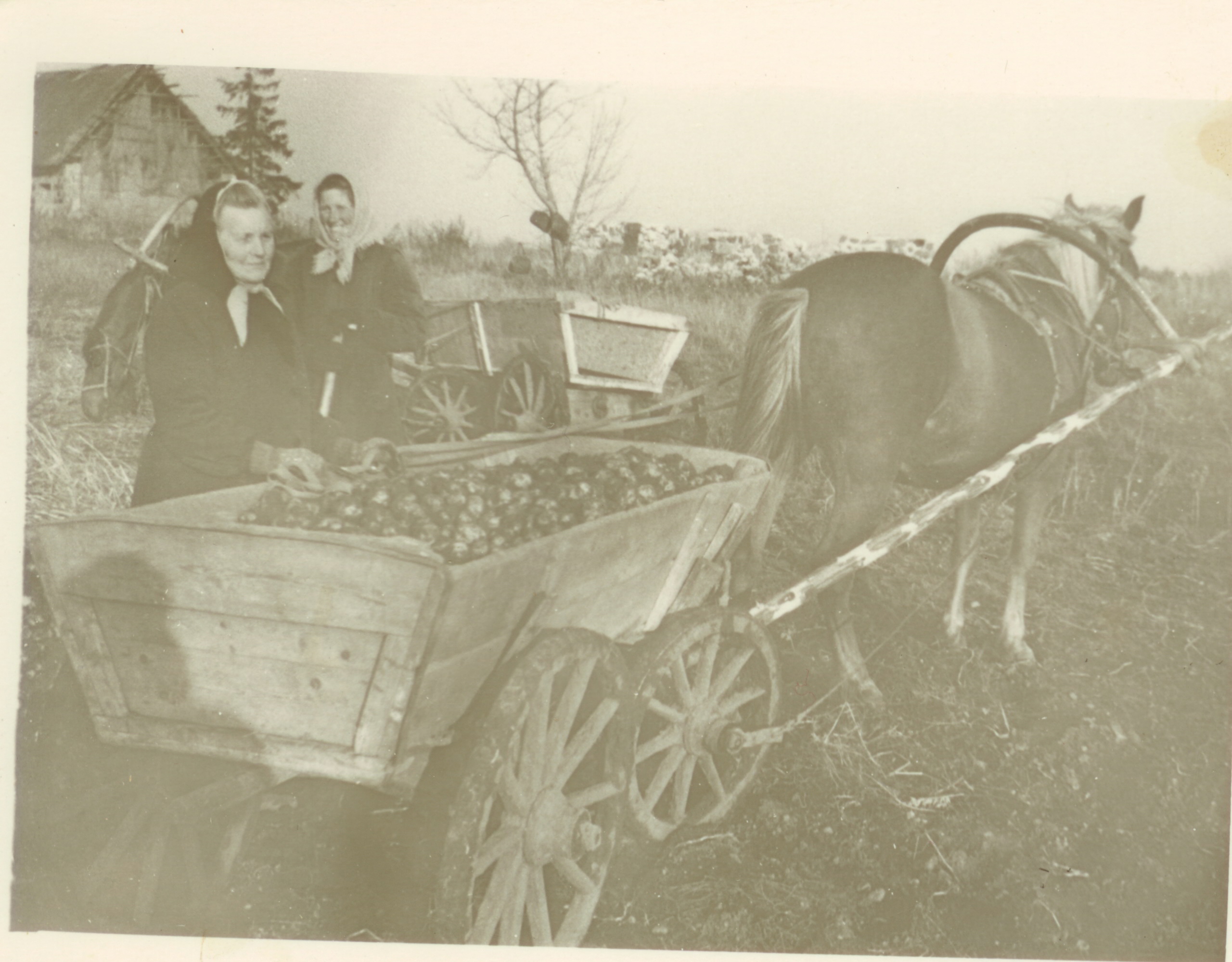 Unknown artist, Potatoes in horse cart