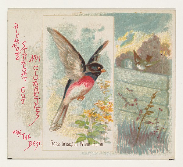 Allen & Ginter, Rose-breasted Wood Robin, from the Song Birds of the World series (N42) for Allen & Ginter Cigarettes