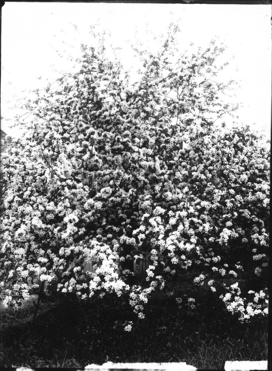 Calla Helena Sundbeck, Blommande äppelträd, i Gränna?