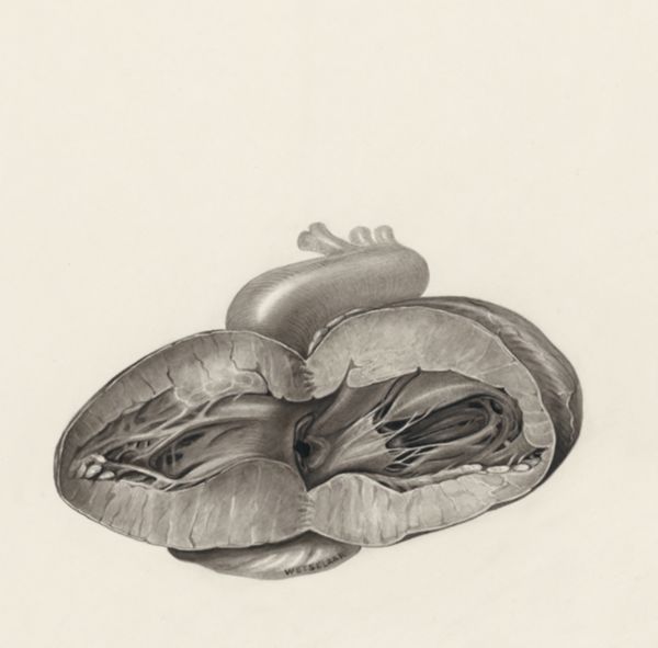 H.G Wetselaar, Heart