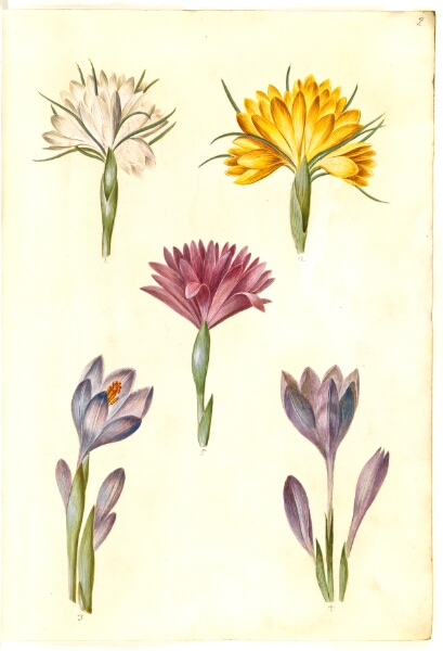 Hans Simon Holtzbecker, Crocus vernus (vår-krokus); Crocus angustifolius (balkan-krokus); Bulbocodium vernum (?) (vår-lysblomst)