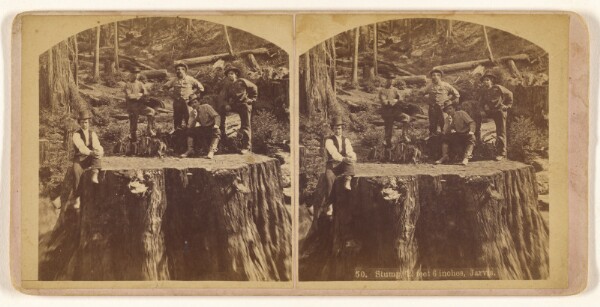 Unknown, Stump, 12 feet 6 inches, Jarvis.