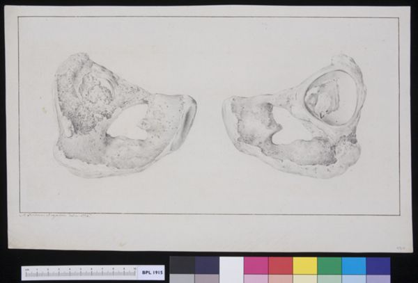 M Houtman, Ilium?