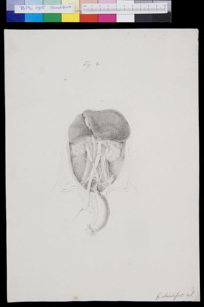 Gerard Sandifort, Abdomen, organs