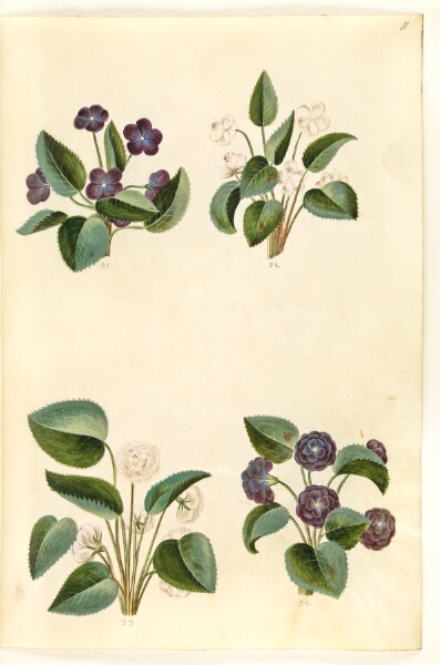 Hans Simon Holtzbecker, Viola odorata (marts-viol)