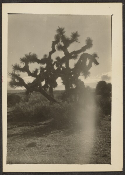 Louis Fleckenstein, [Landscape with Joshua Tree]