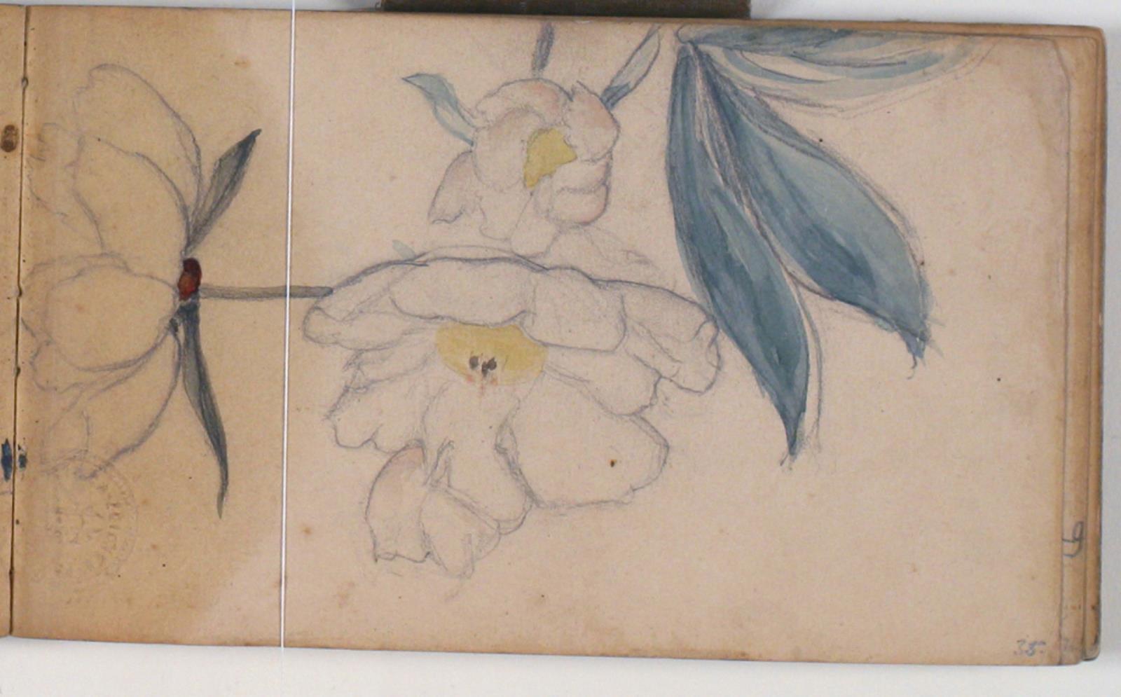 Niels Larsen Stevns, Blomsterstudie
