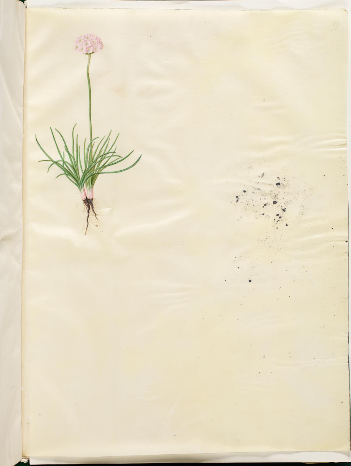 Hans Simon Holtzbecker, Armeria maritima (almindelig engelskgræs)