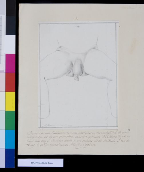 M. Houtman, Genitals (hermaphrodite)