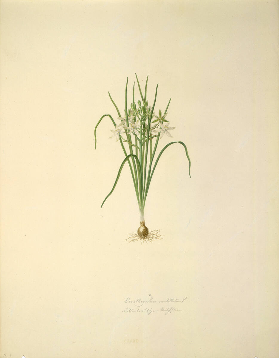 AugustRokert, Ornithogalum umbellatum L - doldiger Milchstern