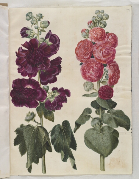 Hans Simon Holtzbecker, Alcea rosea (have-stokrose)