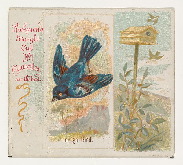 Allen & Ginter, Indigo Bird, from the Song Birds of the World series (N42) for Allen & Ginter Cigarettes
